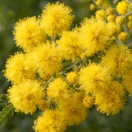 Mimosa d'hiver (Acacia dealbata) — gros plan de pompons floraux jaunes · Photo d'illustration