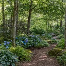 Hortensia 'Bodensee bleu' (Hydrangea macrophylla) — massif d'arbustes fleuris bleus le long d'un sentier · Photo d'illustration