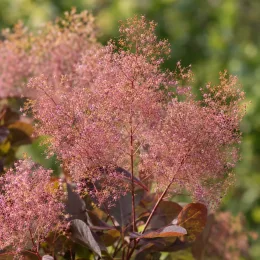 Arbre à perruque 'Flame' (Cotinus coggygria) — inflorescences vaporeuses rose pâle en gros plan · Photo d'illustration