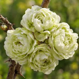 Cognassier à fleurs 'Kinshiden' (Chaenomeles speciosa) — gros plan de fleurs doubles vert pâle · Photo d'illustration