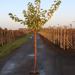 Abricotier 'Precoce saumur' (Prunus armeniaca) — jeune arbre élancé en pot sur allée · Pot 12L 1/2 tige