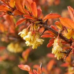 Épine-vinette de thunberg 'Orange rocket' (Berberis thunbergii) — grappes de petites fleurs jaunes et feuillage orange · Photo d'illustration