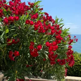 Laurier rose (rouge) — grand arbuste fleuri rouge au bord de mer