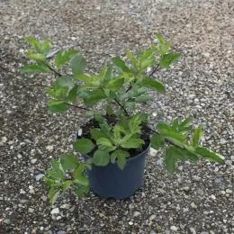 Arbre au poivre 'Blue daniel searle' (Vitex agnus) — jeune arbuste ramifié au feuillage vert en pot · Pot 3L