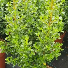 Escallonia 'Coccinea' (Escallonia compacta) — jeune arbuste dense au feuillage vert brillant · Pot 3L Touffe