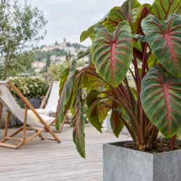 Oreille d'éléphant 'Pharaohs mask red' (Colocasia esculenta) — grand feuillage vert nervuré de rouge en terrasse