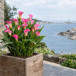 Arum 'Jewel' — fleurs en pot sur terrasse face à la mer · Photo d'illustration