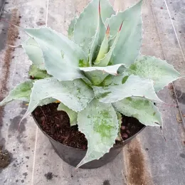 Agave à feuilles ovales 'Vanzie' (Agave ovatifolia) — rosette de feuilles épaisses gris vert en pot · Pot 8L
