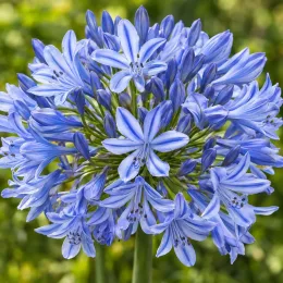 Agapanthe 'Infinity' (Agapanthus) — ombelle de fleurs bleues étoilées, gros plan · Photo d'illustration