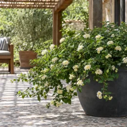 Lantanier 'Blanc' (Lantana sellowiana) — grand pot sur terrasse avec fleurs blanches · Photo d'illustration