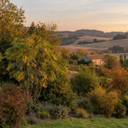 Arbre aux haricots bleus (Decaisnea fargesii) — grand arbuste fruitier au milieu d'un jardin