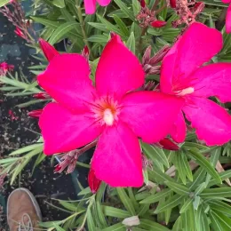 Laurier rose 'Maestro' (Nerium oleander) — gros plan de fleurs rose vif et feuillage, photo 3