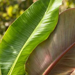 Bananier à fruits comestibles 'Dajiao' (Musa sikkimensis) — gros plan de feuilles allongées nervurées · Photo d'illustration