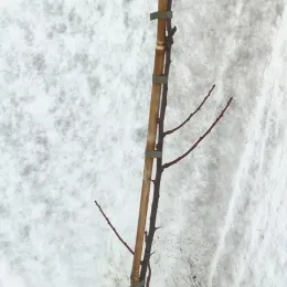 Prunier friar — jeune tige ligneuse tuteurée aux branches nues · Pot 8L Baliveau