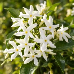 Jasmin étoilé 'Wilsonii' (Trachelospermum jasminoides) — grappes de petites fleurs étoilées blanches · Photo d'illustration