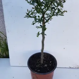 Citronnier caviar 'Vert' (Citrus australasica) — jeune arbuste dressé en pot de pépinière · Pot 1.5L Tige
