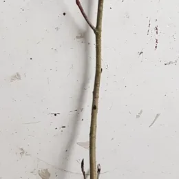 Aronie à gros fruit 'Viking' (Aronia × prunifolia) — tige nue avec quelques bourgeons sur fond clair · Godet