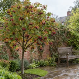Fruitier 'Burka' (Sorbus fallax) — petit arbre aux grappes de fruits rouges, jardin · Photo d'illustration