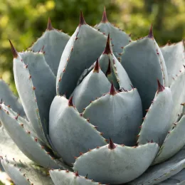 Agave de parry 'Truncata red horn' (Agave parryi) — rosette serrée de feuilles épaisses épineuses · Photo d'illustration