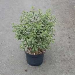 Pittospore 'Variegatum' (Pittosporum tenuifolium) — arbuste au feuillage panaché dans un pot noir · Pot 3L