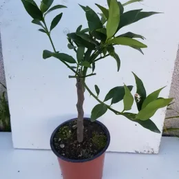 Kumquattier rond 'Meiwa' (Citrus fortunella) — jeune agrume sur tige en pot plastique · Pot 1.5L Tige