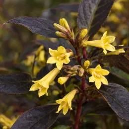 Diervillée 'Kodiak black' (Diervilla rivularis) — grappes de fleurs jaunes sur feuillage sombre