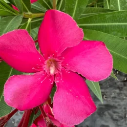 Laurier rose 'Rosanie' (Nerium oleander) — gros plan de grande fleur rose vive