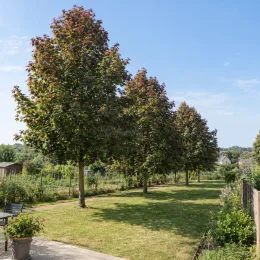 Érable sycomore 'Atropurpureum' (Acer pseudoplatanus) — alignement d'arbres sur pelouse de jardin