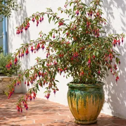 Fushia (Fuchsia hatschbachii) — arbuste fleuri retombant en grand pot décoratif · Photo d'illustration