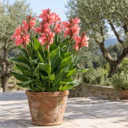 Canna — plante fleurie en pot sur terrasse ensoleillée · Photo d'illustration