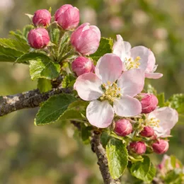 Pommier 'Usta churia' (Malus domestica) — fleurs rosées ouvertes et boutons floraux groupés · Photo d'illustration