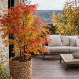 Érable du japon 'Seiryu' (Acer palmatum) — arbuste au feuillage rouge et jaune sur terrasse · Photo d'illustration