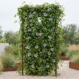 Fleur de la passion (Passiflora × colvillii) — grimpante fleurie sur support vertical dans jardin · Photo d'illustration