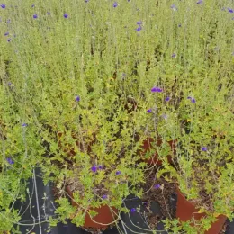Sauge 'Chamaedryoides' (Salvia) — plusieurs plants fleuris en pots sur bâche noire · Pot 3L
