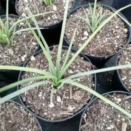 Agave à feuilles striées 'Rubra' (Agave striata) — jeunes plants étroits en rosettes dans godets · Pot 2.5L