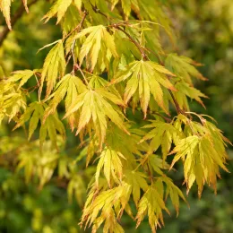 Érable du japon 'Cascade gold' (Acer palmatum) — rameaux retombants avec feuillage jaune marginé d’orangé