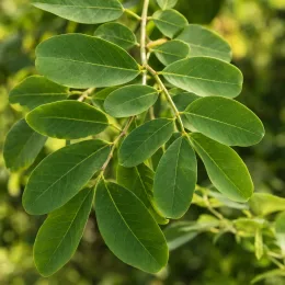 Robinier faux-acacia 'Bessoniana' (Robinia pseudoacacia) — branche avec feuilles ovales vertes superposées
