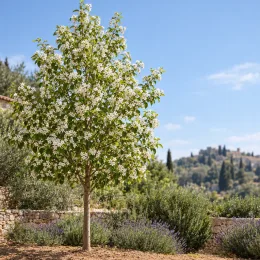 Poirier d'ornement de chine (Pyrus calleryana) — arbre en fleurs dans un jardin méditerranéen · Photo d'illustration