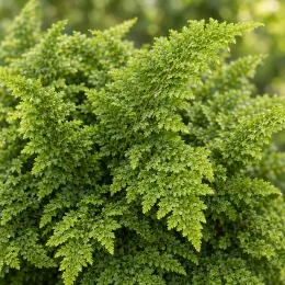 Aspidie à cils raides 'Plumosum densum' (Polystichum setiferum) — frondes vertes finement découpées en gros plan