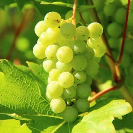 Vigne 'De table cardinal' (Vitis vinifera) — photo 2