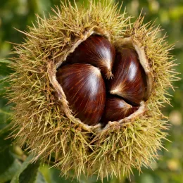 Châtaignier 'Marron de goujounac' (Castanea sativa) — bogue ouverte laissant voir trois fruits brillants · Photo d'illustration