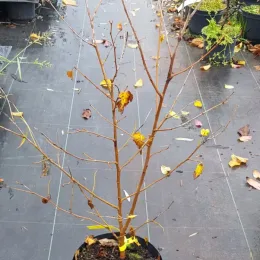 Mûrier blanc (Morus alba) — jeune arbuste caduc en pot de pépinière · Pot 3L Touffe