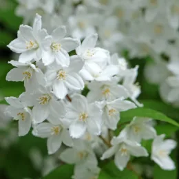 Deutzia