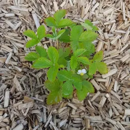 Fraisier des bois (Fragaria vesca) — jeune plant vert sur paillage de copeaux bois · Godet