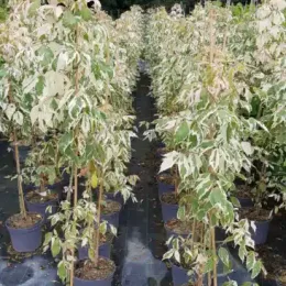 Érable à feuilles de frêne panaché 'Flamingo' (Acer negundo) — alignement d’arbustes panachés en pots de pépinière · Pot 8L Touffe