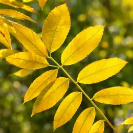 Pacanier des rivières (Carya cordiformis) — feuilles composées jaunes sur fond flou · Photo d'illustration