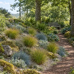 Laîche (Carex testacea) — touffes de graminées ornementales en massif de sous-bois · Photo d'illustration