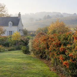 Buisson-ardent (Pyracantha) — haie arbustive aux fruits orangés devant maison · Photo d'illustration