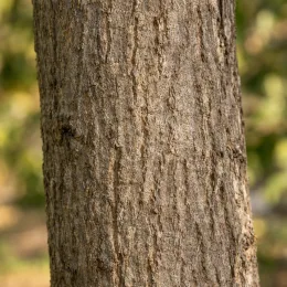 Noyer hybride 'Ng23 caumont' (Juglans nigra) — gros plan sur écorce de tronc d'arbre