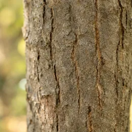 Châtaignier à feuille de fougère 'Aspleniifolia' (Castanea savita) — gros plan sur une écorce d'arbre · Photo d'illustration